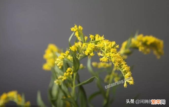 关于黄莺草的象征寓意解读 黄莺草的花语是什么