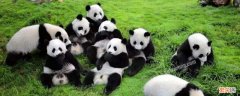 熊猫会认饲养员吗