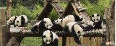 熊猫有攻击性吗