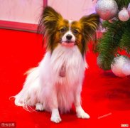 蝴蝶犬为什么禁养？因为下面的6个原因导致的