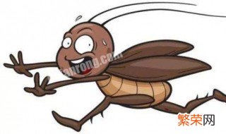 消灭蟑螂最有效的办法 消灭蟑螂最有效的办法有哪些