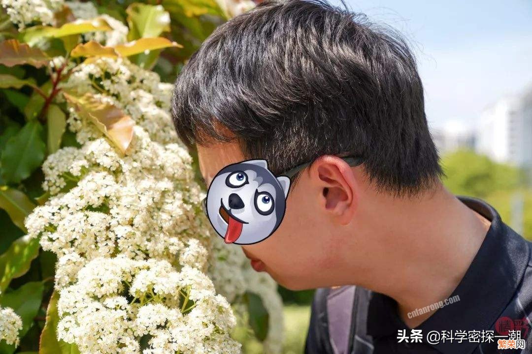 石楠花为什么叫最污花？这种花有特殊的味道