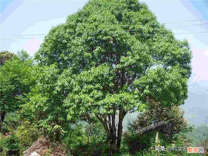 石楠花为什么叫最污花？这种花有特殊的味道