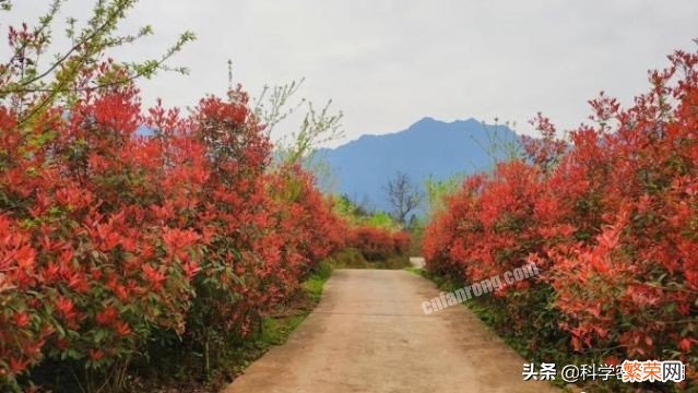 石楠花为什么叫最污花？这种花有特殊的味道