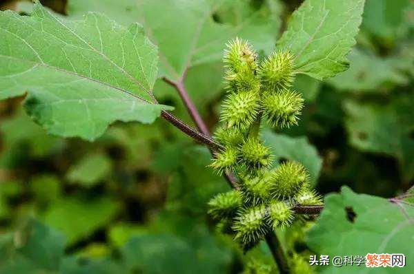 石楠花为什么叫最污花？这种花有特殊的味道