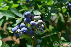 蓝莓的四大优良品种介绍 中国目前最好的蓝莓品种排名
