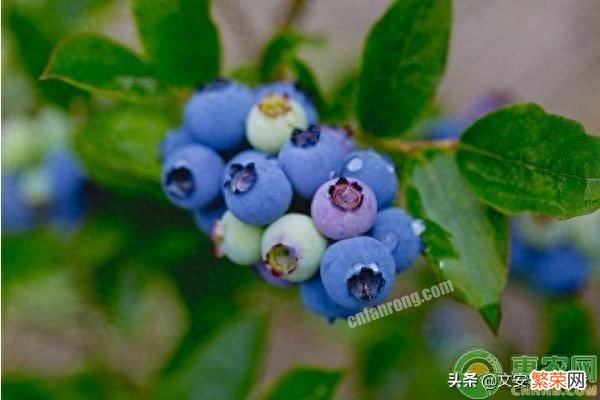 蓝莓的四大优良品种介绍 中国目前最好的蓝莓品种排名