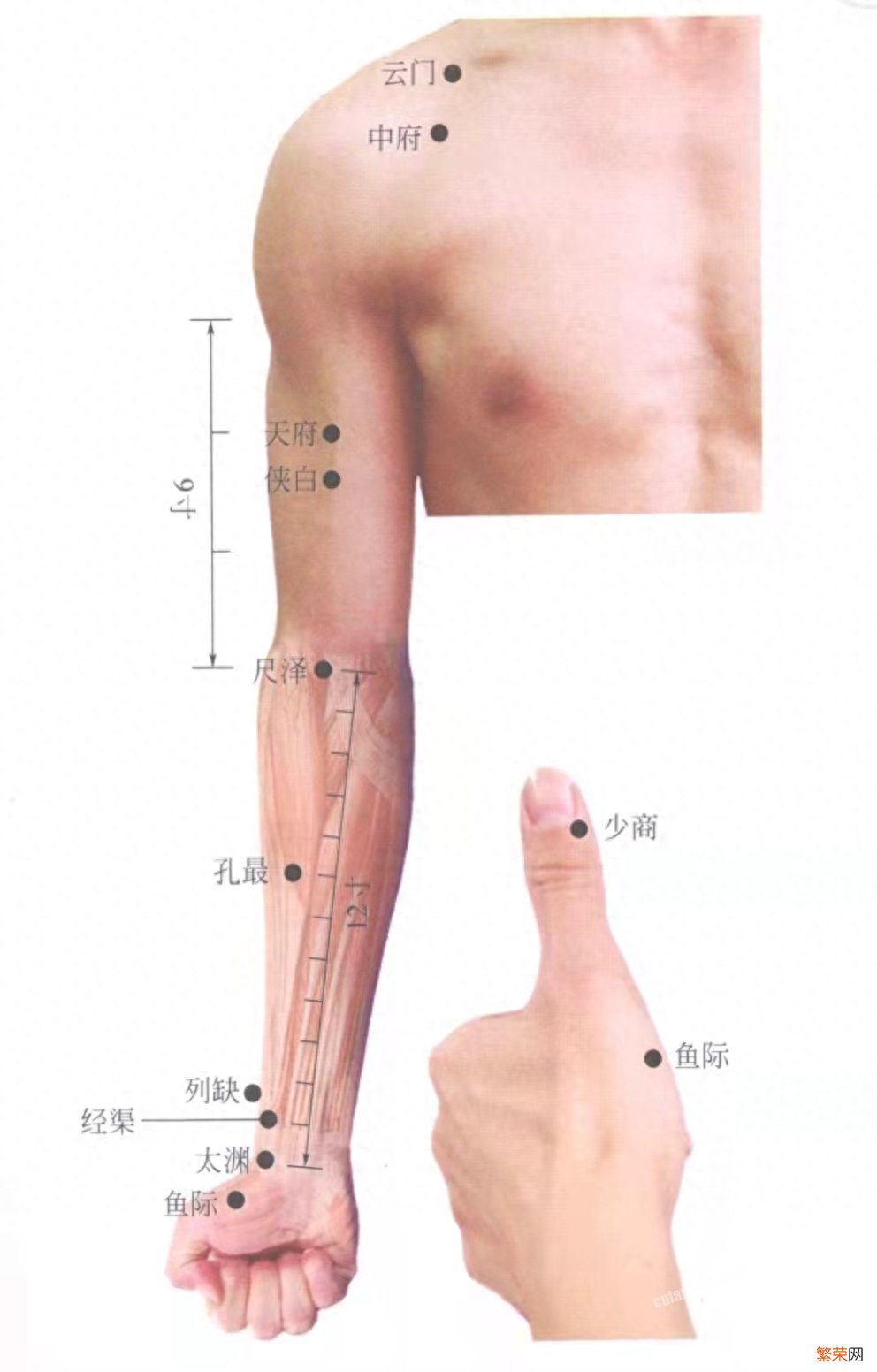 手太阴肺经经穴 人体肺经的准确位置图