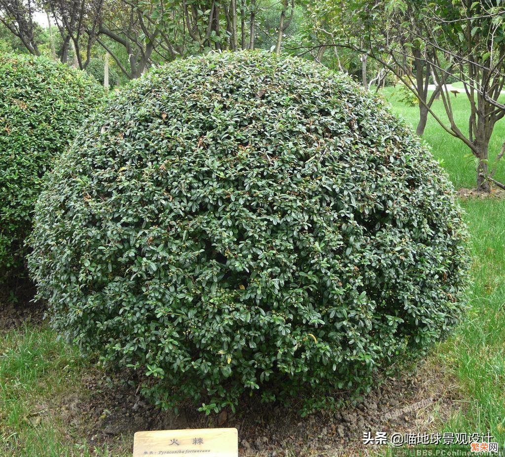 35种常见的球类灌木植物 常见灌木球有哪些品种