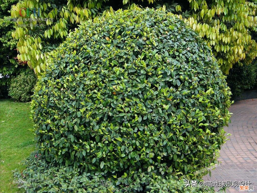 35种常见的球类灌木植物 常见灌木球有哪些品种