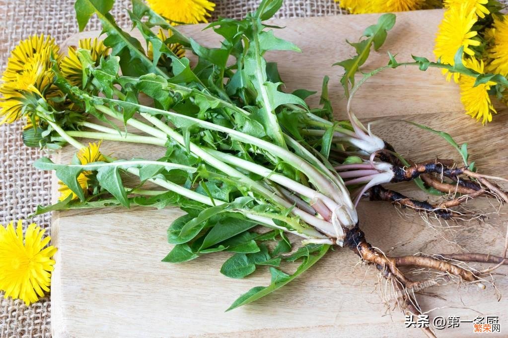 10种野菜大图鉴 能吃的野菜图片大全及名字