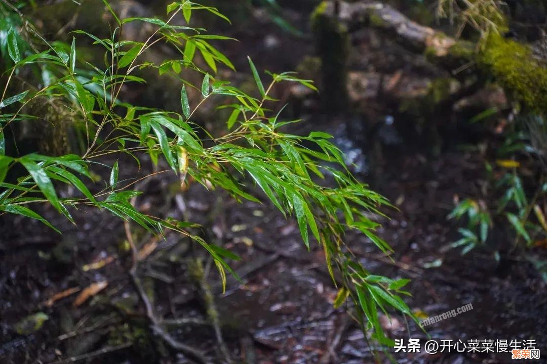 揭秘漓江源头真相 漓江发源地和终点