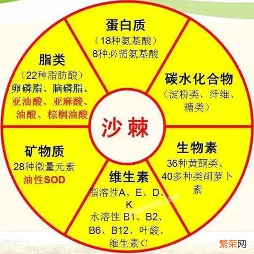 沙棘的简介 沙棘是什么东西