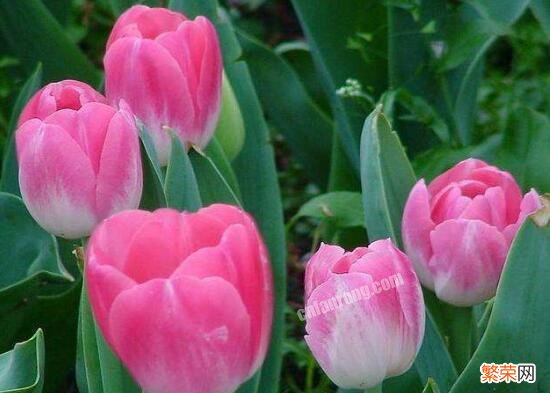 郁金香花期时间 郁金香什么时候开花