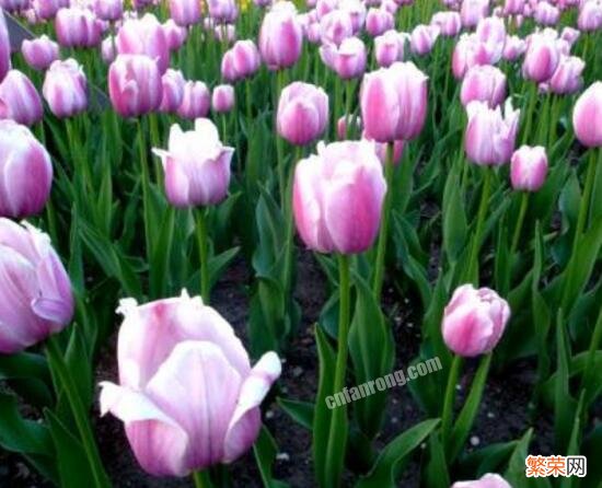 郁金香花期时间 郁金香什么时候开花