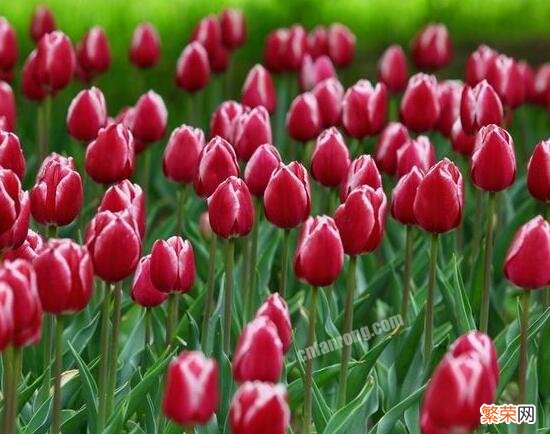 郁金香花期时间 郁金香什么时候开花