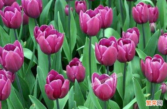 郁金香花期时间 郁金香什么时候开花