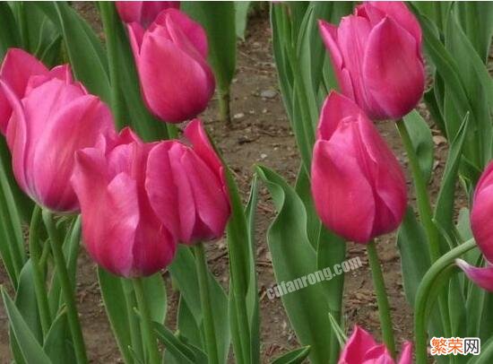 郁金香花期时间 郁金香什么时候开花