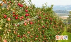 家里为啥不能种苹果树 家里为啥不能种苹果树的原因