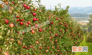 家里为啥不能种苹果树 家里为啥不能种苹果树的原因