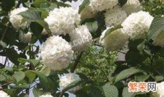 中华木绣球花的养殖方法和注意事项视频 中华木绣球花的养殖方法