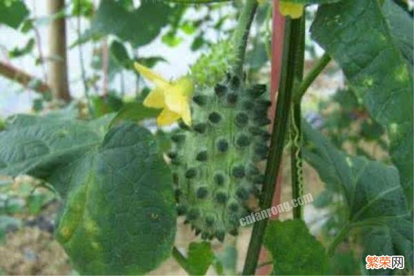 刺角瓜的种植方法 刺角瓜有什么营养