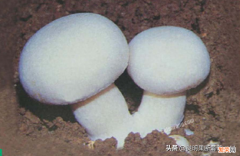 双孢蘑菇采摘后贮藏小妙招 双孢菇怎么保存时间更长