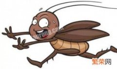 消除蟑螂的五种天然方法图片 消除蟑螂的五种天然方法