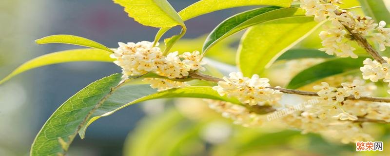 桂花什么时候开花 菊花什么时候开花