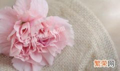 粉康乃馨的花语 粉康乃馨的花语和寓意