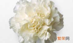 白色康乃馨的花语 白色康乃馨的花语和寓意是什么