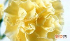 黄色康乃馨的花语 黄色康乃馨的花语和寓意是什么