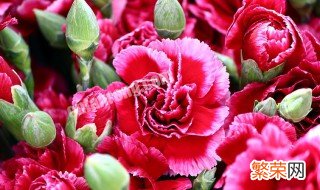 红康乃馨的花语和寓意 送康乃馨花代表什么意思