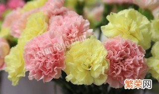 一朵康乃馨的花语是什么意思 一朵康乃馨的花语