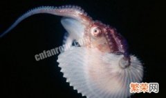 船蛸是什么目 船蛸是什么