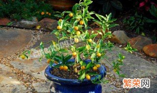 橘子树盆栽怎么养 桔子树怎么养才能更旺盛