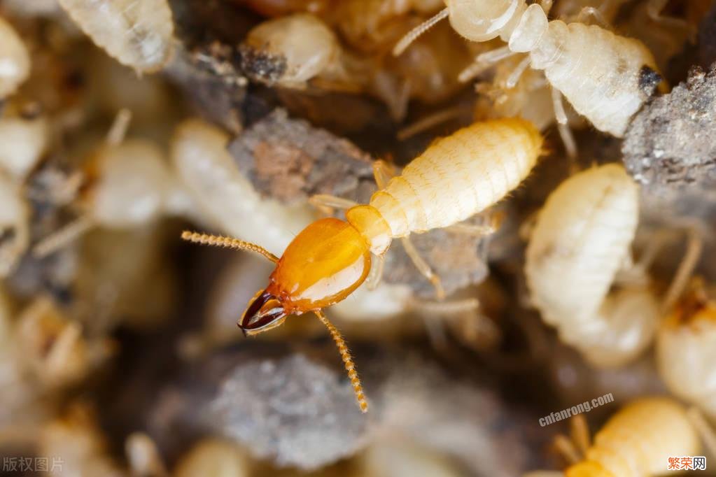 家里发现白蚁处理技巧 灭白蚁最快的方法