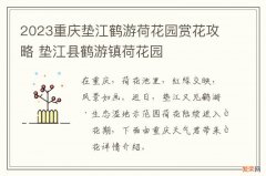 2023重庆垫江鹤游荷花园赏花攻略 垫江县鹤游镇荷花园