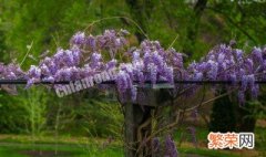 紫罗兰吊兰花的风水与作用 紫罗兰吊蓝怎么养