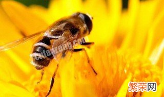 被蜜蜂蛰了是好兆头吗图片 被蜜蜂蛰了是好兆头吗