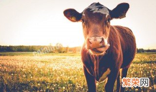 你是个什么牛马啥意思 你是个什么牛马表情包