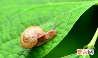 蜗牛是益虫吗 蜗牛是益虫吗正确答案