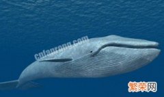鲸鱼是什么动物 鲸鱼是什么动物?