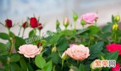盆栽小玫瑰花怎么养殖才能发芽 盆栽小玫瑰花怎么养殖