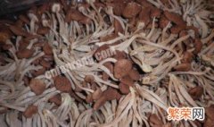 茶树菇种植方法视频教程 茶树菇种植方法