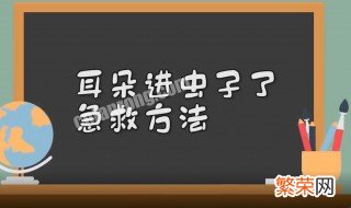 耳朵进虫子怎么办? 耳朵进虫子怎么办