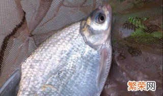 钓鳊鱼的绝招图解 钓鳊鱼的绝招