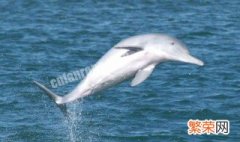 为什么中华白海豚是一级保护动物呢 为什么中华白海豚是一级保护动物