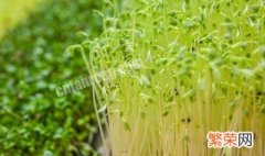 豆苗怎么种植 豆苗怎么种植方法视频