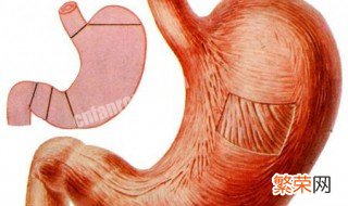 胃在哪个部分图片 胃在哪